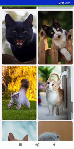 Android application Cat Wallpaper screenshort
