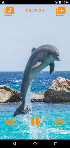 Dolphins songs to sleep Screen 2