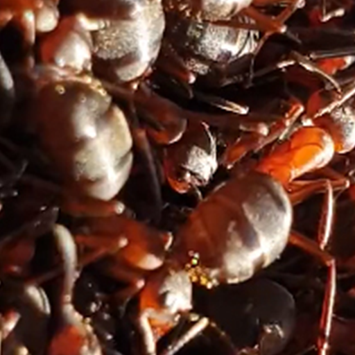 moving ants wallpaper logo