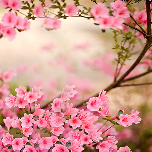 Spring Flowers Live Wallpaper 4.0 Icon