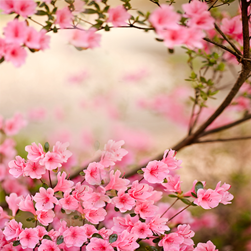 Spring Flowers Live Wallpaper Google Play のアプリ