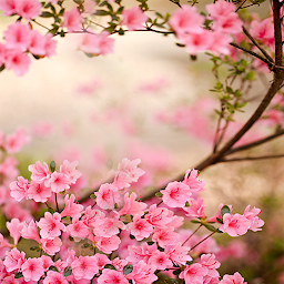 Image de l'icône Spring Flowers Live Wallpaper