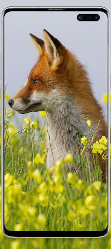 Animal wallpaper hd Screen 2