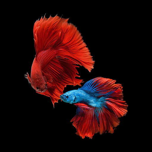 Fish Betta Koi Wallpapers - Apps on Google Play