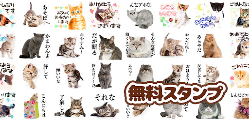 猫スタンプ（実写スタンプ）