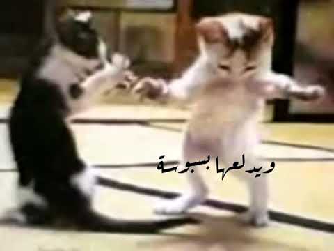 بسبوس عاشق بسة 2022 Screen 3