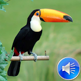Toucan Bird Sounds Ringtones icon