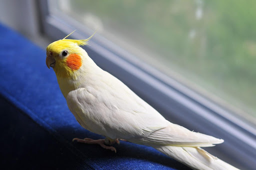 Anthem U.S Cockatiel Screen 3