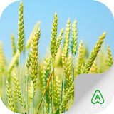 Wheat Pests icon