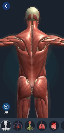 Game screenshot Human Anatomy 3D hack