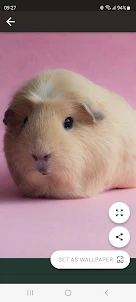 Guinea pig Wallpapers