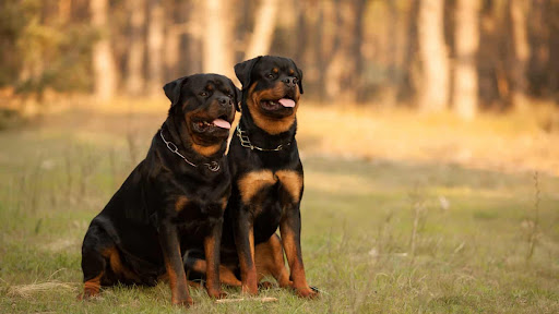 Rottweiler Screen 3