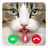 Call Video Talking Cat Prank icon