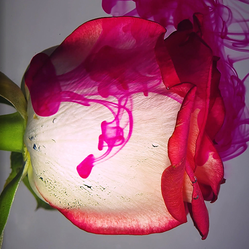 red rose wallpaper logo