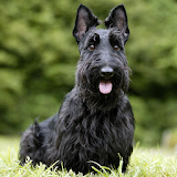 Scottish Terriers Wallpapers icon
