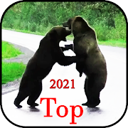Top 40 Education Apps Like Wild animal documentaries. Animal World HD - Best Alternatives