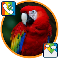 Parrot - RINGTONES and WALLPAPERS