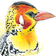 eGuide to Birds of East Africa Laai af op Windows