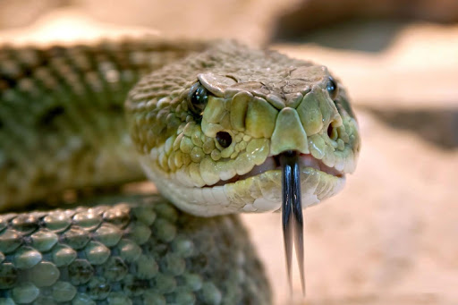Android application Snake games jigsaw puzzles screenshort