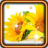Sunflower Amazing HQ LWP icon