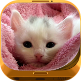 Cute Cat Wallpapers icon