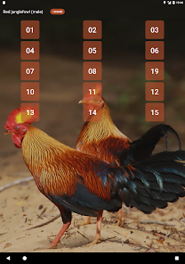 Imágen 4 Gallus gallus android