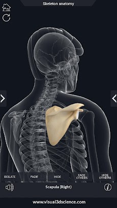 Skeleton Anatomy Pro.のおすすめ画像4