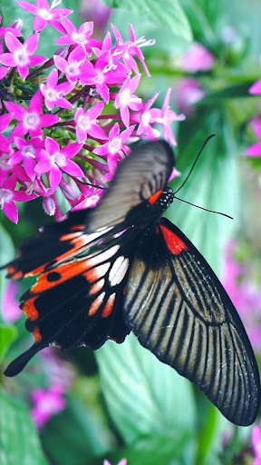 Android application real butterfly wallpaper screenshort
