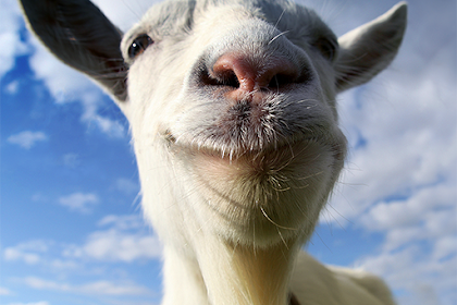 goat customer service uk