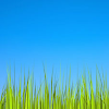 Grass LWP [Revamped] icon
