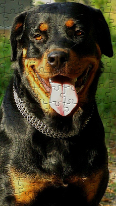 Quebra-Cabeças Rottweilerのおすすめ画像2