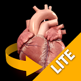 Heart 3D Anatomy Lite icon