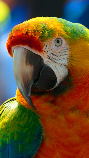 Android application macaw bird wallpaper screenshort