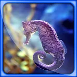 Seahorses Great Live Wallpaper icon