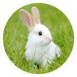 Cover Image of Télécharger Rabbit breeding  APK