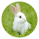Rabbit breeding icon