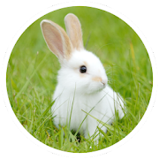 Top 14 Education Apps Like Rabbit breeding - Best Alternatives