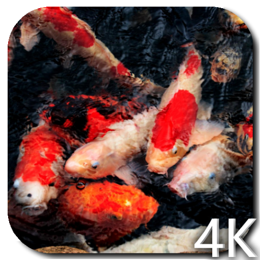 Koi 4K Video Live Wallpaper logo