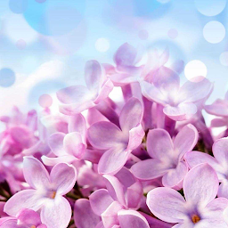 Image de l'icône Lilac Wallpapers
