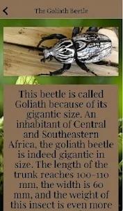 Types of beetles