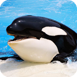 Orca Pack 2 Live Wallpaper icon