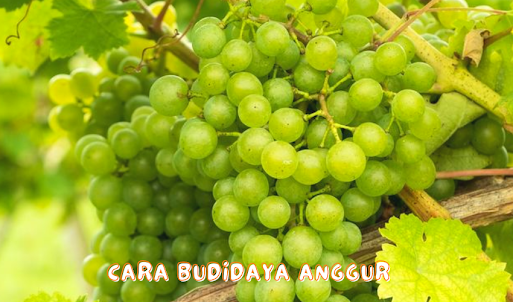 Cara Budidaya Anggur