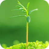 Spring Green Live Wallpaper icon