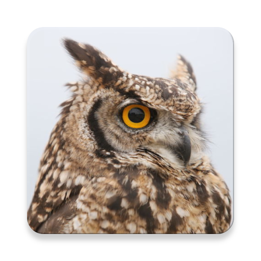 Owl Bird Sound Collections ~ Sclip.app Download on Windows