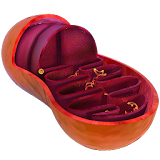 Structure of Mitochondrion icon