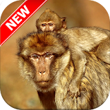 Baboon Wallpapers icon