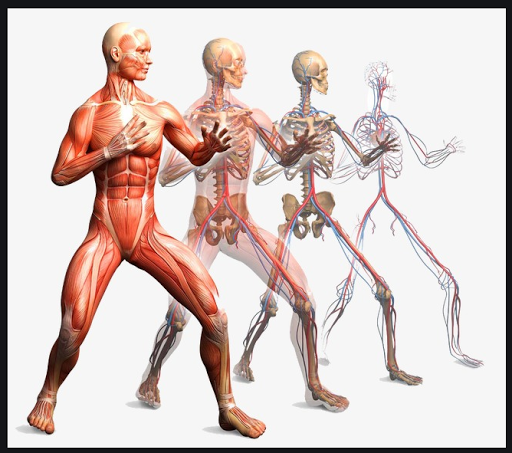 Learn Human Anatomy. Body