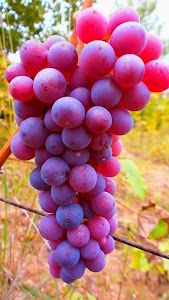 Grape Wallpapers Unknown