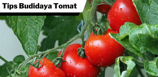 Tips Budidaya Tomat