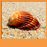Seashell Live Wallpapers icon